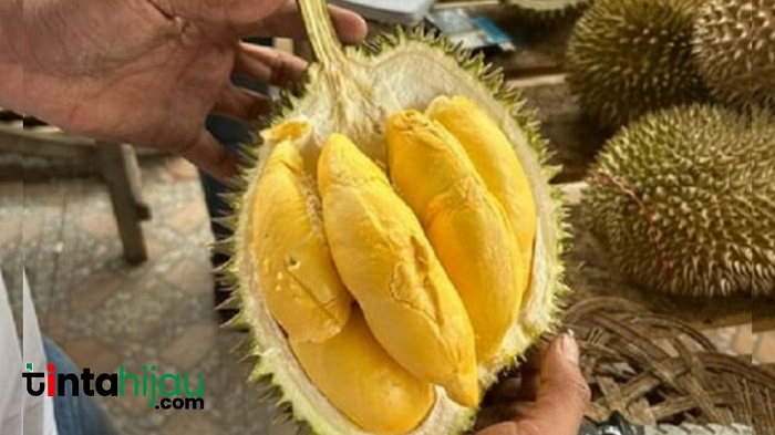 Catat Inilah 13 Manfaat Durian Bagi Kesehatan Salah Satunya Cegah