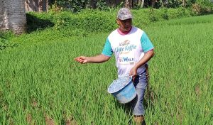 Petani di Kabupaten Subang Keluhkan Jatah Pupuk Subsidi Dibatasi