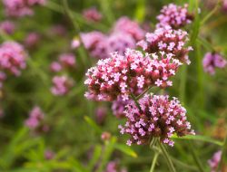 Mengenal Manfaat Tanaman Vervain yang Baik untuk Kesehatan